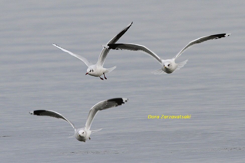 Common Gull