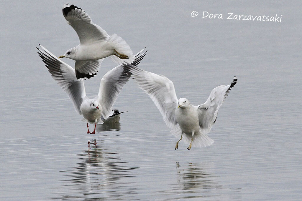 Mew Gull