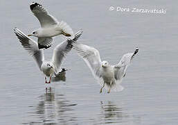 Common Gull