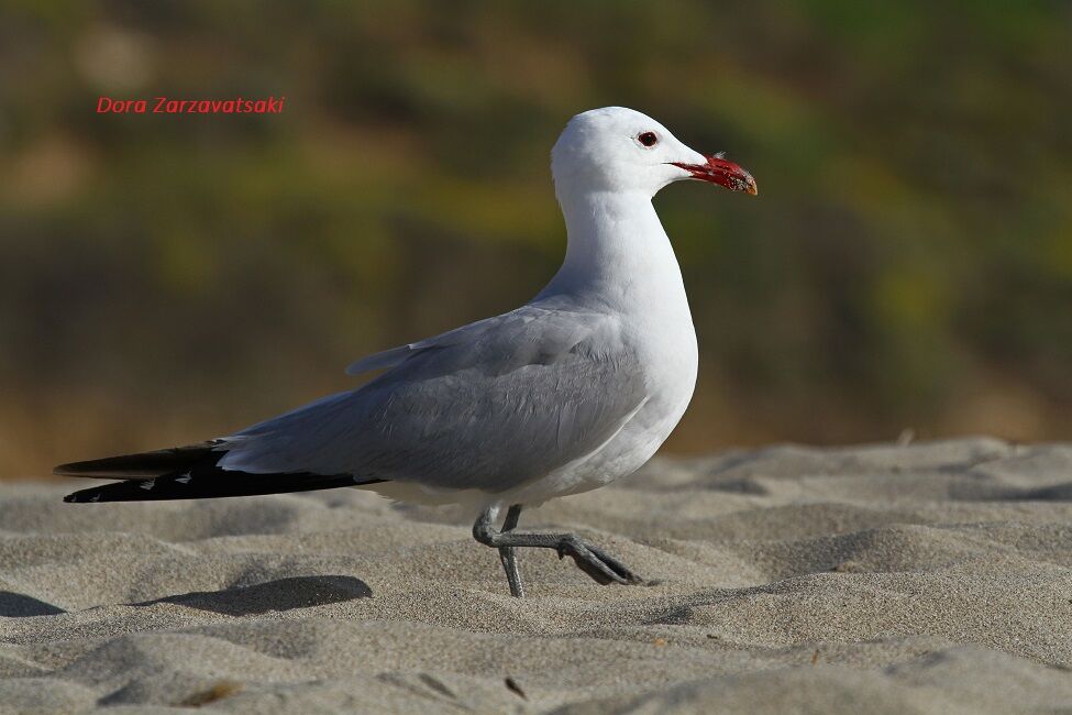 Audouin's Gull