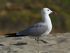 Audouin's Gull