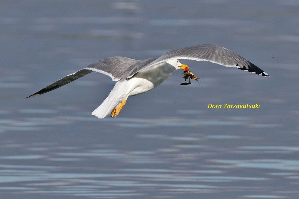 Yellow-legged Gull