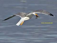 Yellow-legged Gull