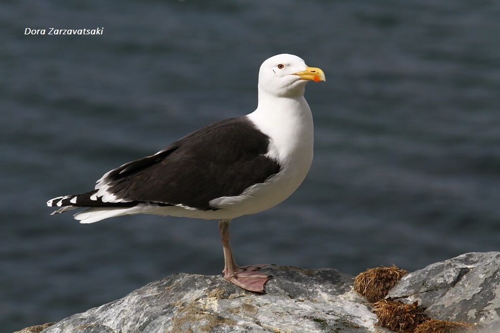 Great Black-backed Gulladult breeding