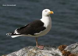 Great Black-backed Gull