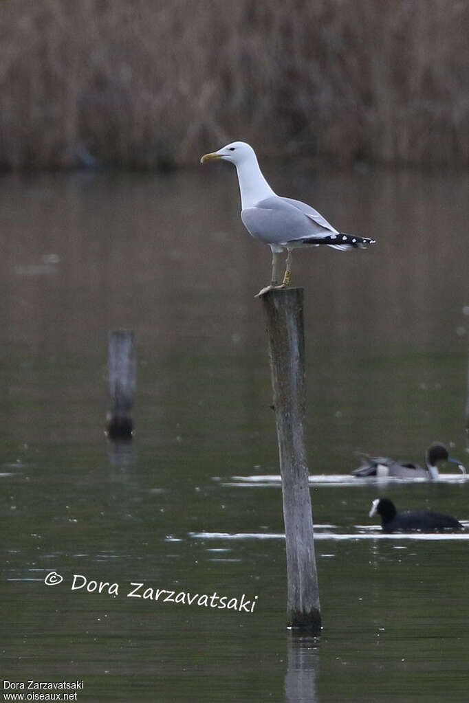 Caspian GullFourth year, identification