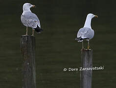 Caspian Gull