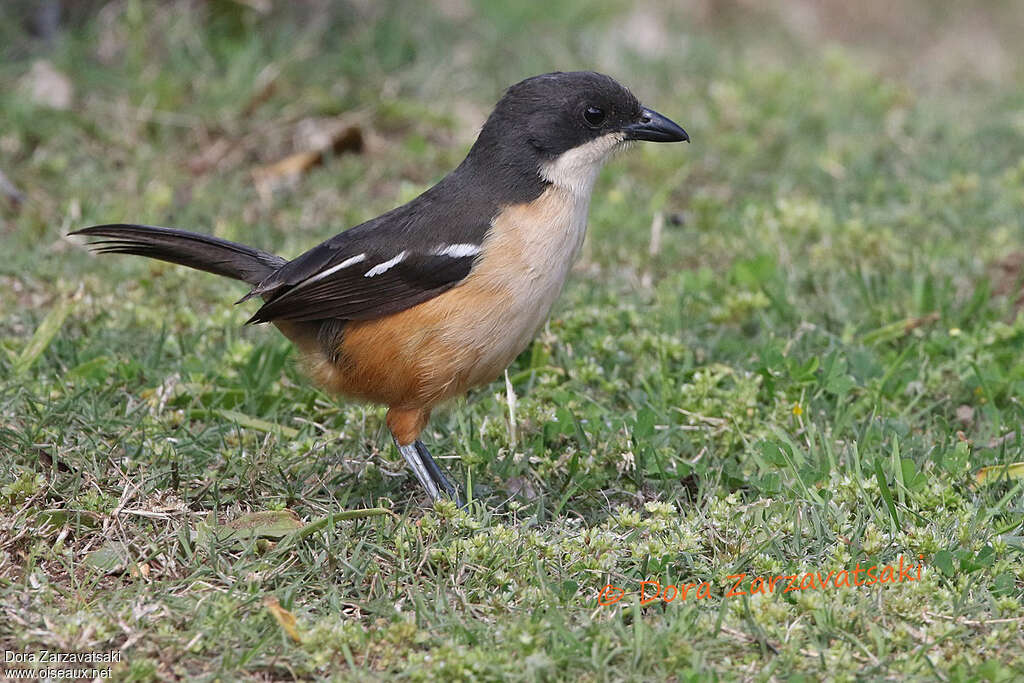 Southern Boubou male adult, identification