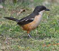 Southern Boubou