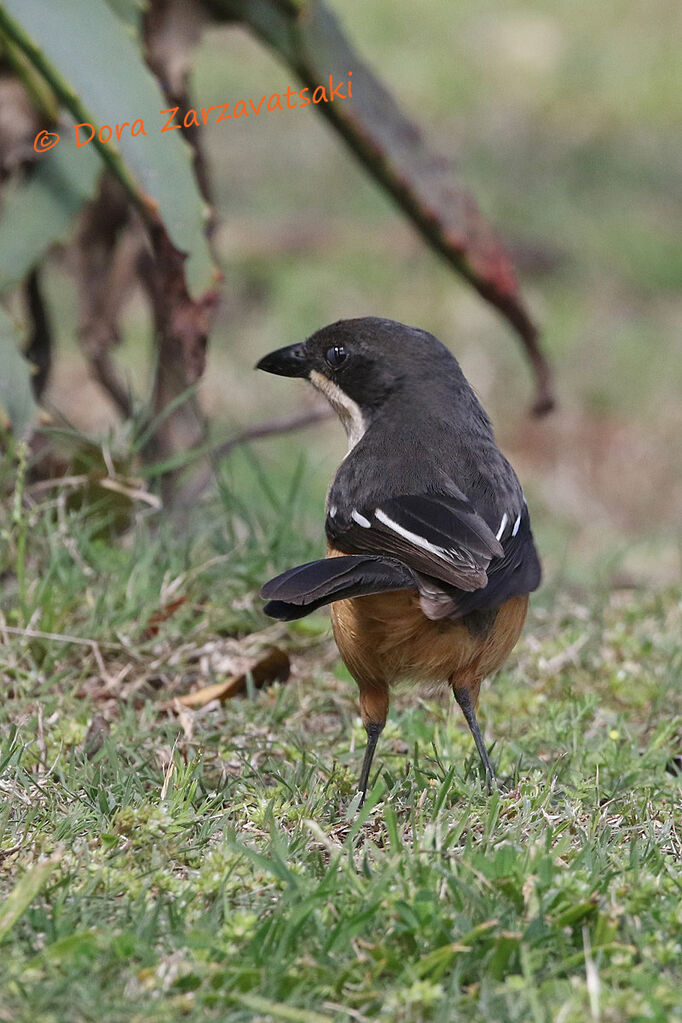 Southern Boubou male adult