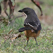 Southern Boubou