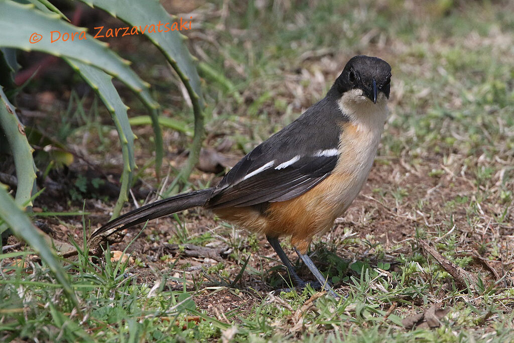 Southern Boubou male adult