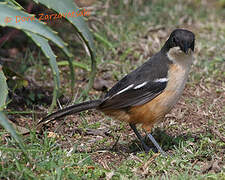 Southern Boubou