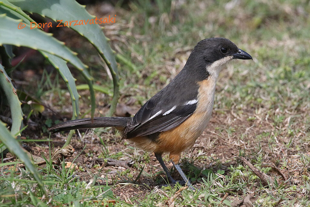 Southern Boubou male adult