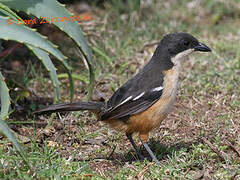 Southern Boubou