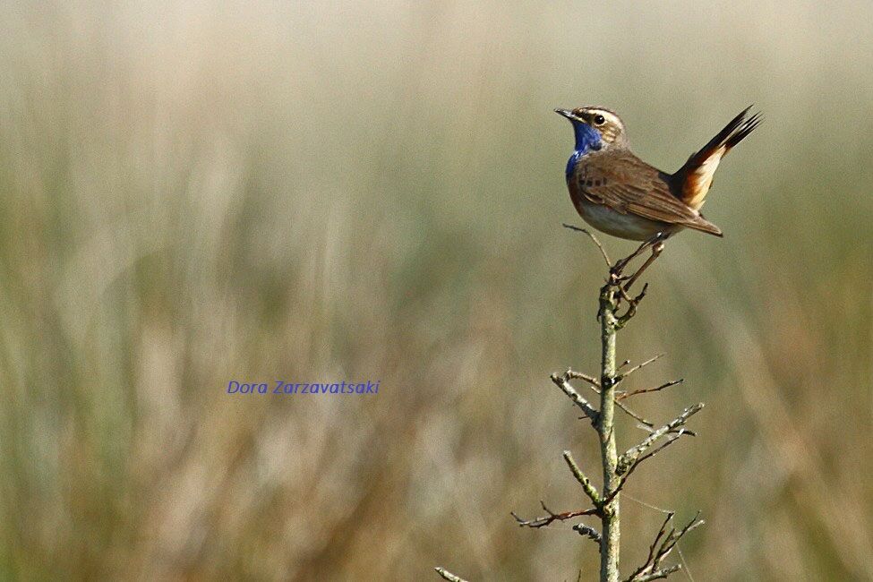 Bluethroat