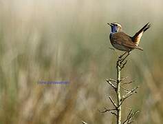 Bluethroat