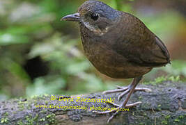 Moustached Antpitta