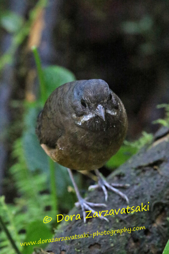 Grallaire à moustachesadulte, identification