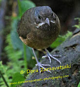 Moustached Antpitta