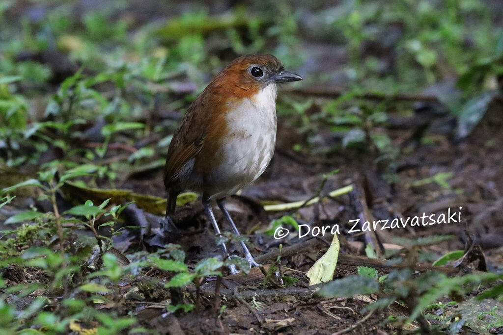 White-bellied Antpittaadult, identification