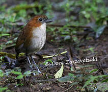 White-bellied Antpitta