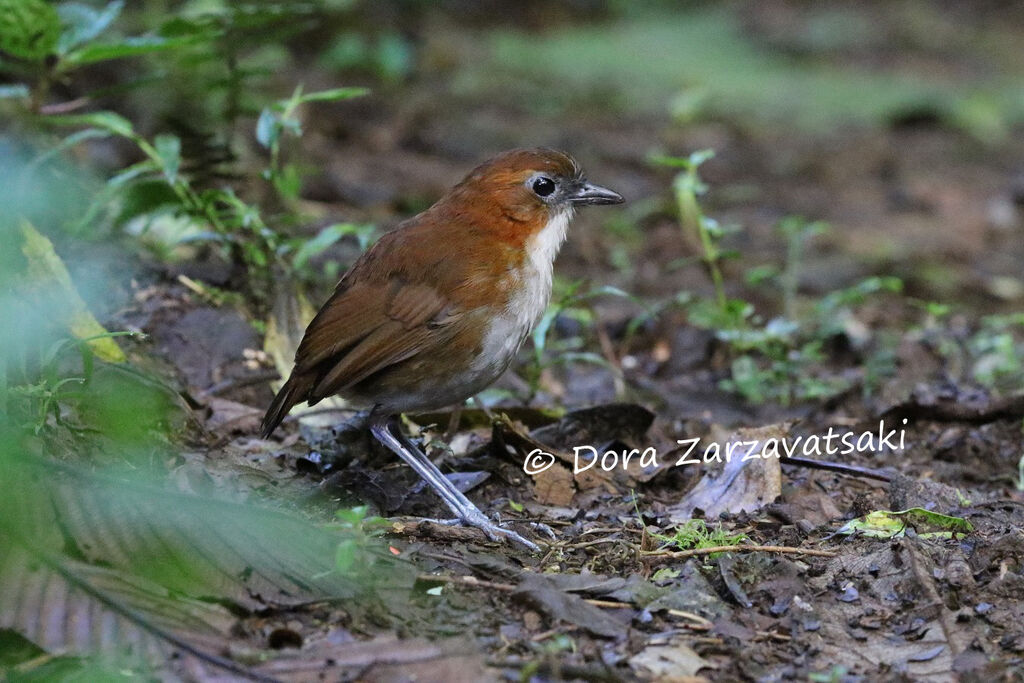 White-bellied Antpittaadult, identification