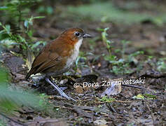 White-bellied Antpitta