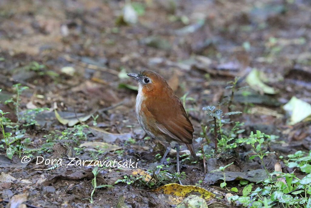 White-bellied Antpittaadult, identification