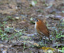 White-bellied Antpitta