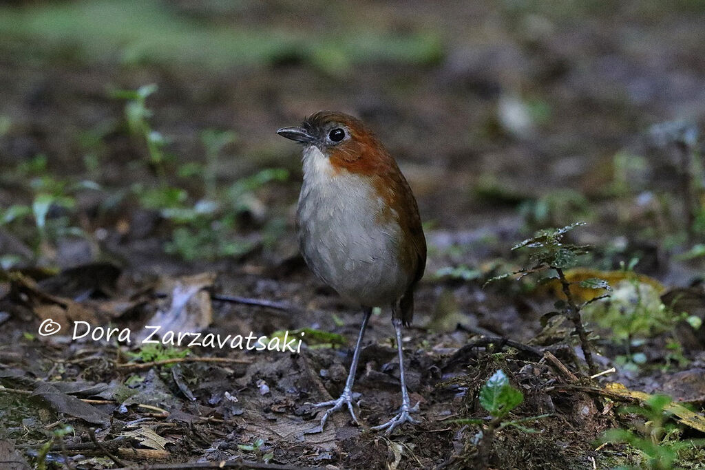 White-bellied Antpittaadult, identification