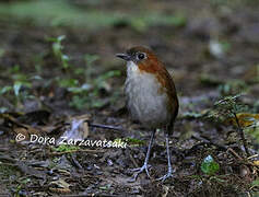 White-bellied Antpitta