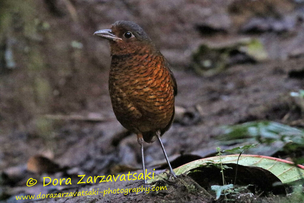 Giant Antpittaadult, identification