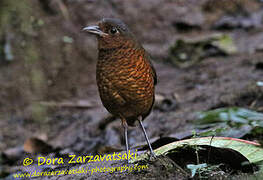 Giant Antpitta