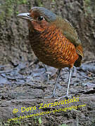 Giant Antpitta