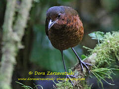 Giant Antpitta