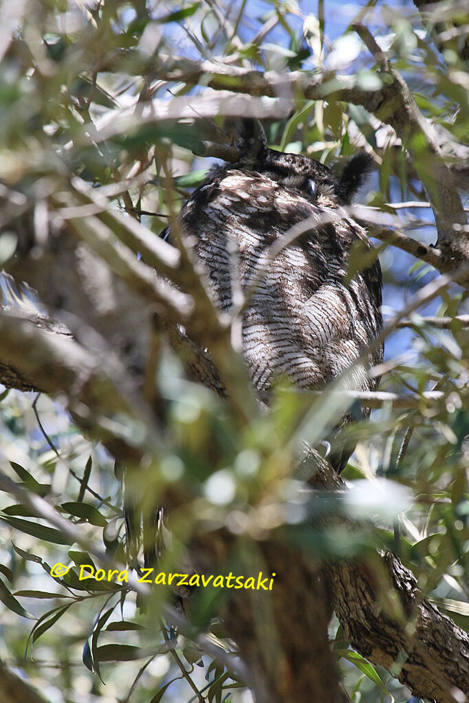 Spotted Eagle-Owladult