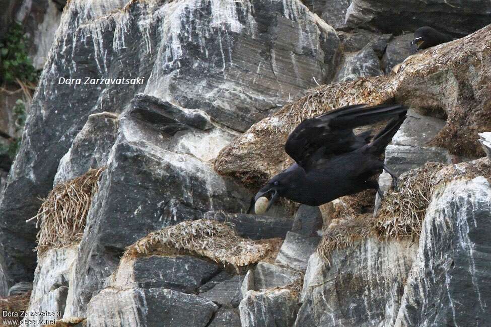 Northern Ravenadult, feeding habits, fishing/hunting, Behaviour