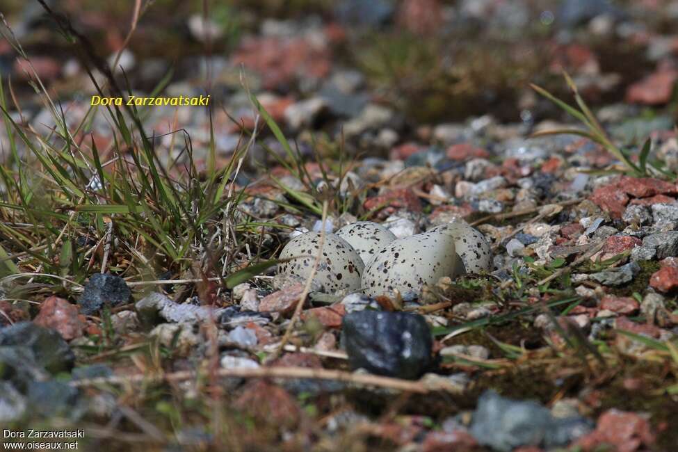 Common Ringed Plover, Reproduction-nesting