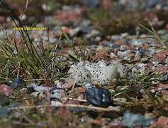 Common Ringed Plover