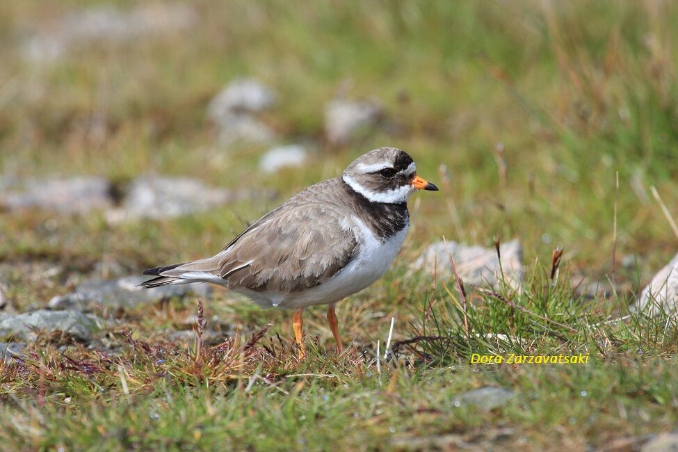 Common Ringed Plover