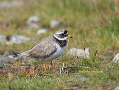 Common Ringed Plover