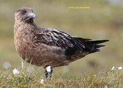 Great Skua