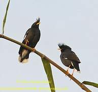 Great Myna