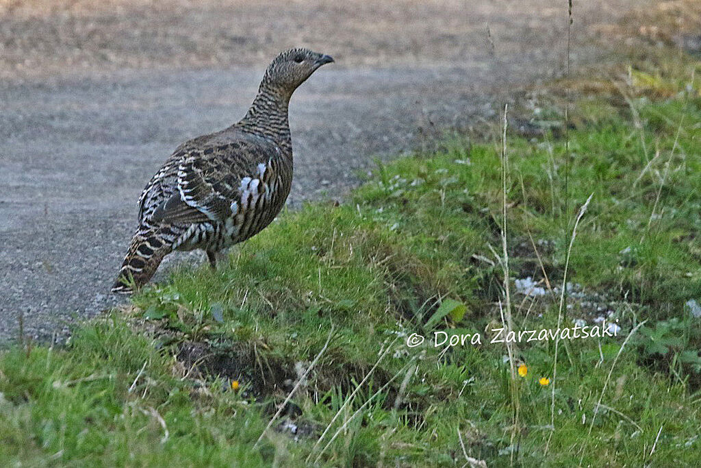 Western Capercaillie female adult