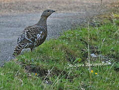 Western Capercaillie