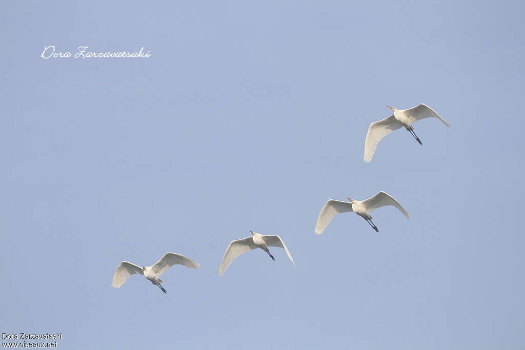 Great Egret