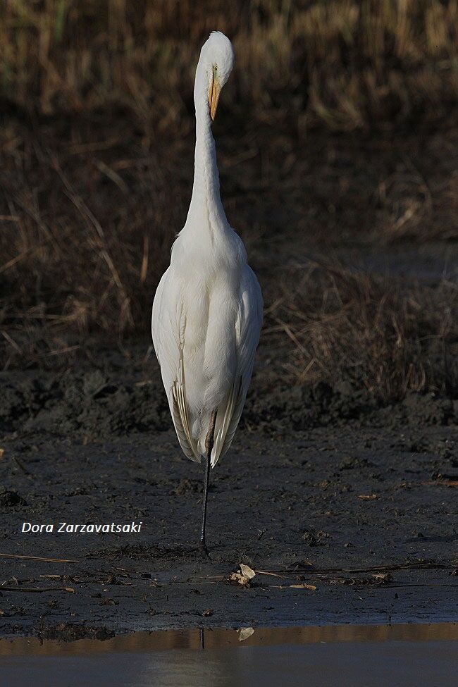 Grande Aigrette