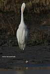 Grande Aigrette