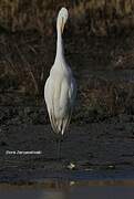 Grande Aigrette